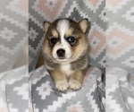 Small Photo #8 Pomsky Puppy For Sale in KENTWOOD, MI, USA