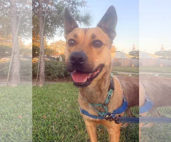 Medium Photo #2 Labrador Retriever-Unknown Mix Puppy For Sale in Pompano Beach , FL, USA