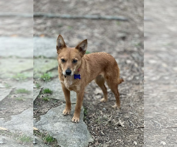Medium Photo #6 Rat-Cha Puppy For Sale in Cookeville, TN, USA