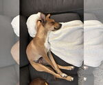 Small #3 Basenji Mix