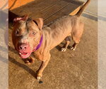 Small #1 American Pit Bull Terrier Mix