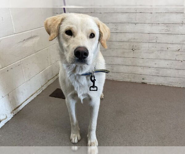 Medium Photo #1 Labrador Retriever Puppy For Sale in San Bernardino, CA, USA