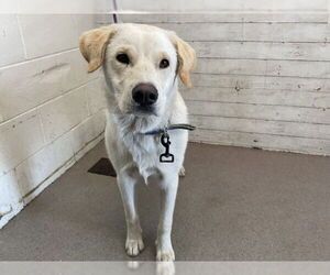 Labrador Retriever Dogs for adoption in San Bernardino, CA, USA
