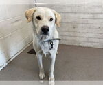 Small Labrador Retriever