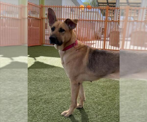 Medium Photo #1 German Shepherd Dog-Unknown Mix Puppy For Sale in Las Vegas, NV, USA