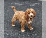 Small #2 Goldendoodle