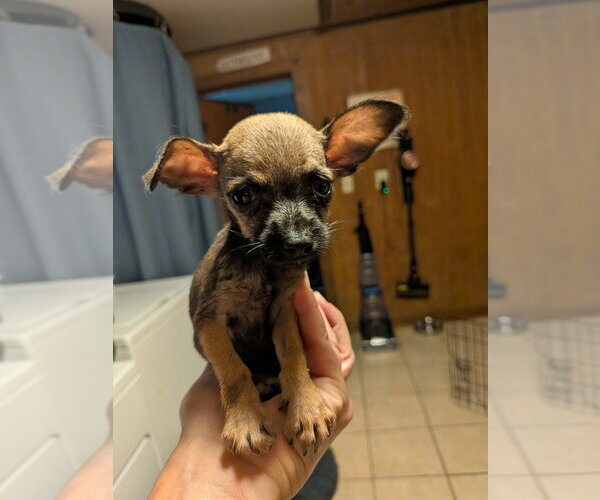 Medium Photo #2 Chihuahua-Unknown Mix Puppy For Sale in Vail, AZ, USA