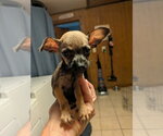 Small Photo #2 Chihuahua-Unknown Mix Puppy For Sale in Vail, AZ, USA