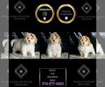 Small #5 Maltipoo