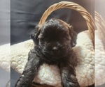 Puppy Puppy 3 Zuchon
