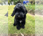 Small #1 Goldendoodle (Miniature)