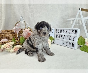 Aussiedoodle Miniature  Puppy for Sale in COLLEGE STA, Texas USA