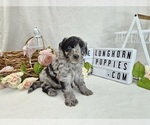 Puppy 1 Aussiedoodle Miniature