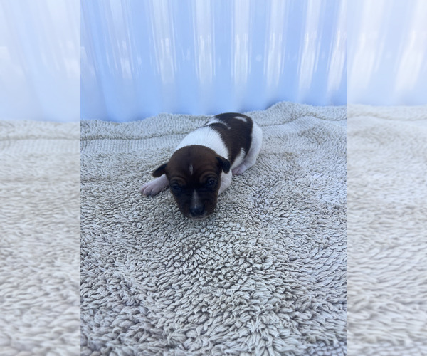 Medium Photo #3 Rat Terrier Puppy For Sale in DORA, MO, USA