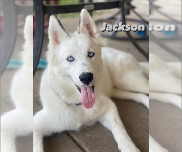 Medium Photo #4 Siberian Husky-Unknown Mix Puppy For Sale in Carrollton, TX, USA
