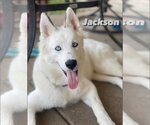 Small #3 Siberian Husky Mix