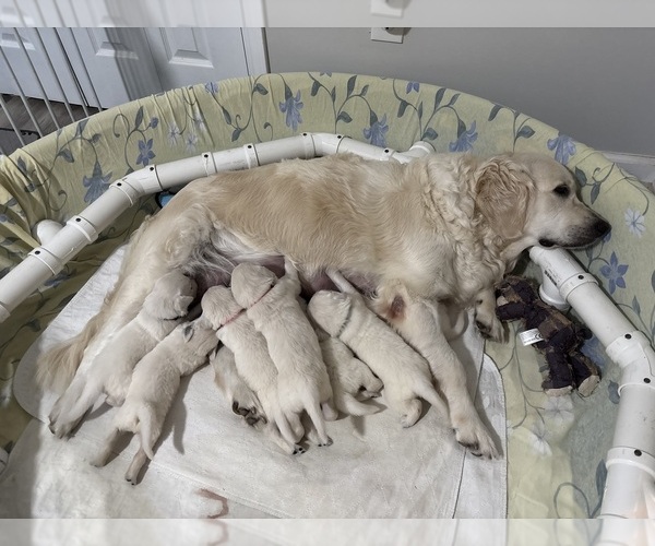 Medium Photo #10 English Cream Golden Retriever Puppy For Sale in BYRON, GA, USA