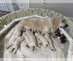 Small #9 English Cream Golden Retriever