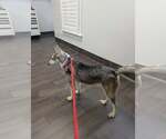 Small #9 Siberian Husky Mix