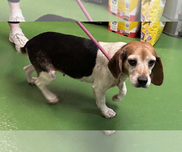 Medium Photo #3 Beagle Puppy For Sale in Rustburg, VA, USA
