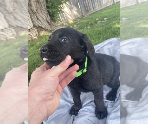 Medium Photo #12 Labrador Retriever Puppy For Sale in IDAHO FALLS, ID, USA