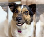 Small Australian Shepherd-Beagle Mix