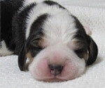 Small Photo #1 Beagle Puppy For Sale in MORRILL, KS, USA