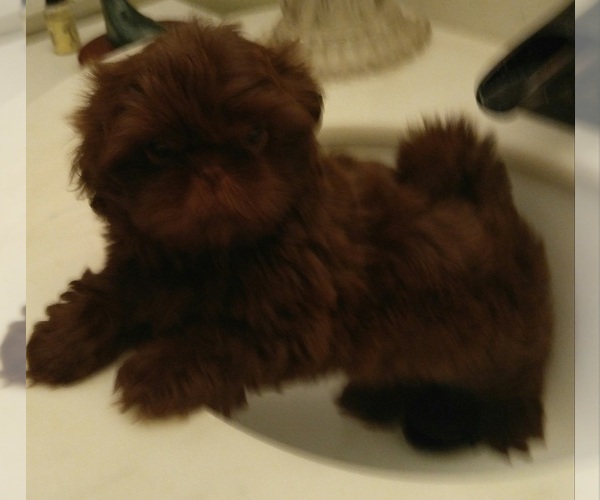 Medium Photo #1 Shih Tzu Puppy For Sale in PALMER, TX, USA