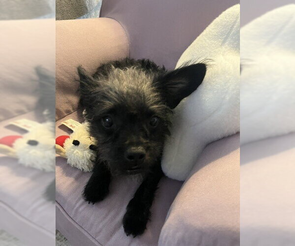Medium Photo #1 Mutt Puppy For Sale in oakland, FL, USA