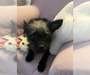 Mutt Dogs for adoption in oakland, FL, USA