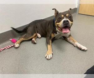 Mutt Dogs for adoption in San Francisco, CA, USA