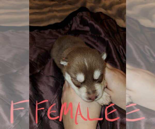 Medium Photo #6 Siberian Husky Puppy For Sale in SALEM, OR, USA