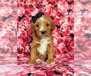 Goldendoodle-Poodle (Miniature) Mix Puppy for sale in KIRKWOOD, PA, USA