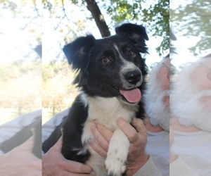 Australian Shepherd Puppy for sale in LEXINGTON, AL, USA