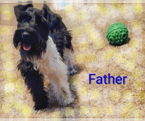 Medium Photo #8 Schnauzer (Miniature) Puppy For Sale in ENID, OK, USA