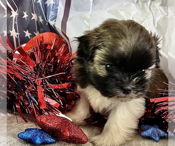 Medium Photo #7 Shih Tzu Puppy For Sale in DENTON, MD, USA