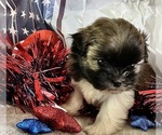 Small #6 Shih Tzu