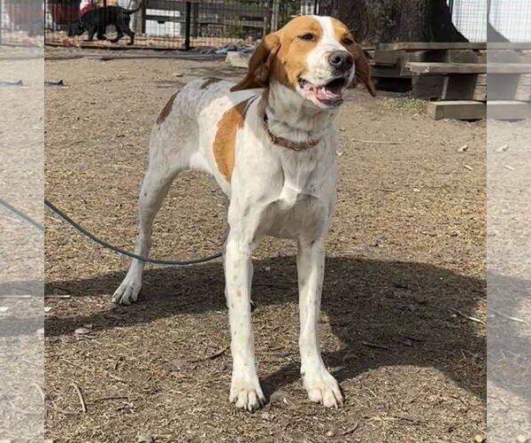 Medium Photo #3 Pointer-Unknown Mix Puppy For Sale in Crystal, MN, USA