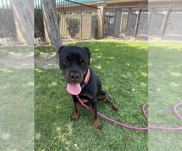 Medium Photo #1 Rottweiler Puppy For Sale in Riverside, CA, USA