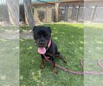 Small Rottweiler