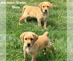 Puppy Neon Green Labrador Retriever
