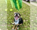 Small #4 German Shepherd Dog Mix