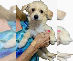 Mutt Dogs for adoption in Mesa, AZ, USA