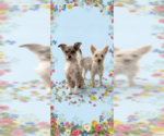 Small #4 Poodle (Toy) Mix