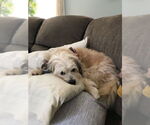 Small #1 Bichon Frise Mix