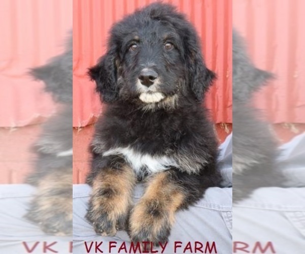 Medium Photo #3 Bernese Mountain Dog Puppy For Sale in MARTINSVILLE, IN, USA
