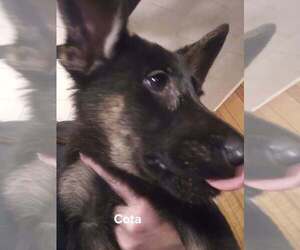 German Shepherd Dog Puppy for sale in KALEVA, MI, USA