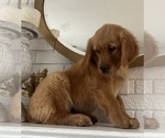Small Photo #4 Golden Retriever Puppy For Sale in DENTON, TX, USA