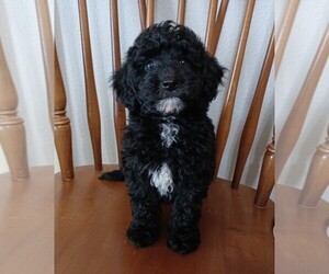 Poodle (Toy) Puppy for sale in ADKINS, TX, USA
