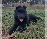 Small #2 German Shepherd Dog